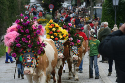 Almabtrieb Söll