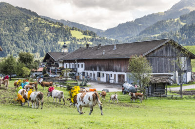 Almabtrieb in Söll
