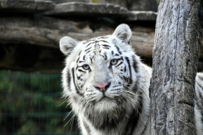 Weißer Zoo & Kameltheater in Kernhof