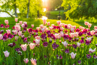 Zauber der Tulpen in Radomlje und Bled