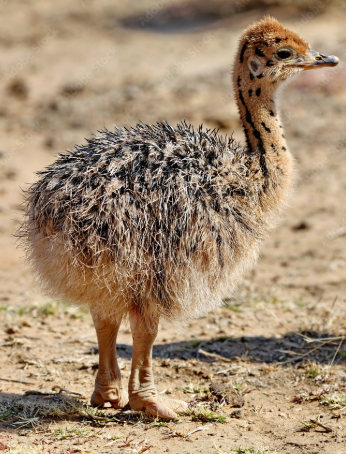 Wurzers Genuss- und Erlebnishof mit Besuch der Straußenfarm Ebner